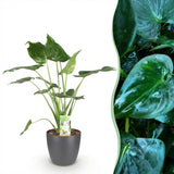 Green BoutiQ - Kamerväxtn - Alocasia Cucullata - Boeddha,s hand - Weinig onderhoud - Groen - 1 Plant - met Potter Grijs - Kruka 21cm - Hoogte 65-70cm