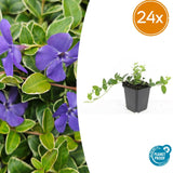 Petite pervenche panachée en godet - Vinca minor Argenteovariegata - H 10-25 cm, pot Ø9 cm