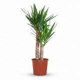 Green boutiQ - Kamerplant - Yucca (Palmlelie) - Yucca Elephantipes - Groen - Weinig onderhoud - 1 Plant - Kruka 21cm - Hoogte 80 - 90cm