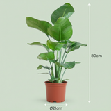 Green boutiQ - Kamerplant - Paradijsvogelplant - Stelitzia Nicolai - Groen - Weinig onderhoud - 1 Plant - Kruka 19cm - Hoogte 80 - 90cm