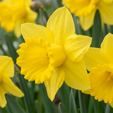 Narcisse jaune - 160 bulbes