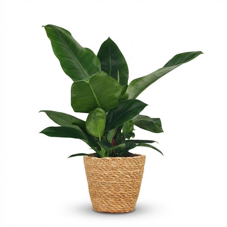 Green boutiQ - Kamerplant - Philodendron - Philodendron Imperial Green - Groen - Weinig onderhoud - 1 Plant - met Mand - Kruka 19cm - Hoogte 65cm