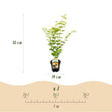 Green boutiQ - Terrasplant - Japanse Esdoorn - Acer palmatum Jordan - Geel - 2 Växtn - Bladverliezend - Kruka 19cm Hoogte 70cm