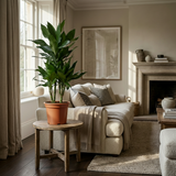 Green boutiQ - Kamerplant - Drakenbloedboom Janet Craig - Dracaena Janet Craig - Groen - Weinig onderhoud - 1 Plant - Kruka 21cm - Hoogte 90 - 100cm