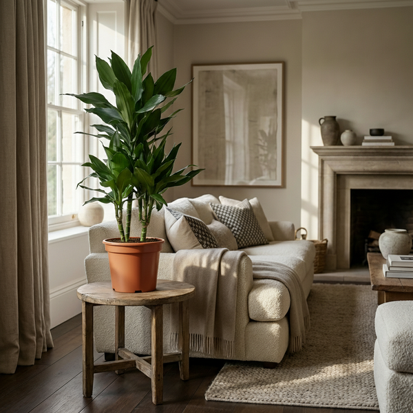 Green boutiQ - Kamerplant - Drakenbloedboom Janet Craig - Dracaena Janet Craig - Groen - Weinig onderhoud - 1 Plant - Kruka 21cm - Hoogte 90 - 100cm