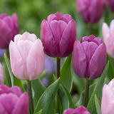 Tulipe Candy Prince et Purple Prince en mélange - 60 bulbes