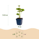 Anémone du Japon Reine Charlotte - H 15-25 cm, pot Ø11 cm