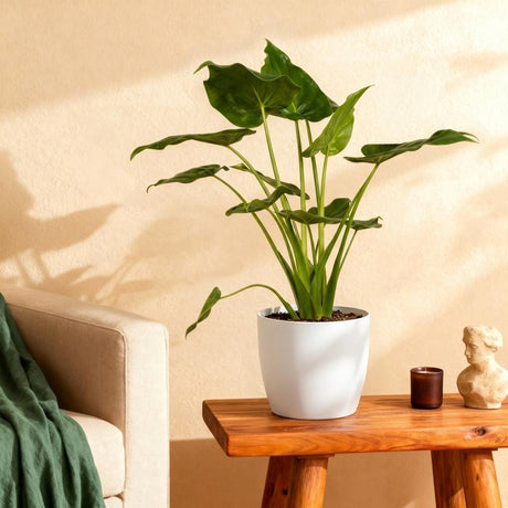 Green BoutiQ - Kamerväxtn - Alocasia Cucullata - Boeddha,s hand - Weinig onderhoud - Groen - 1 Plant - met Potter Grijs - Kruka 21cm - Hoogte 65-70cm