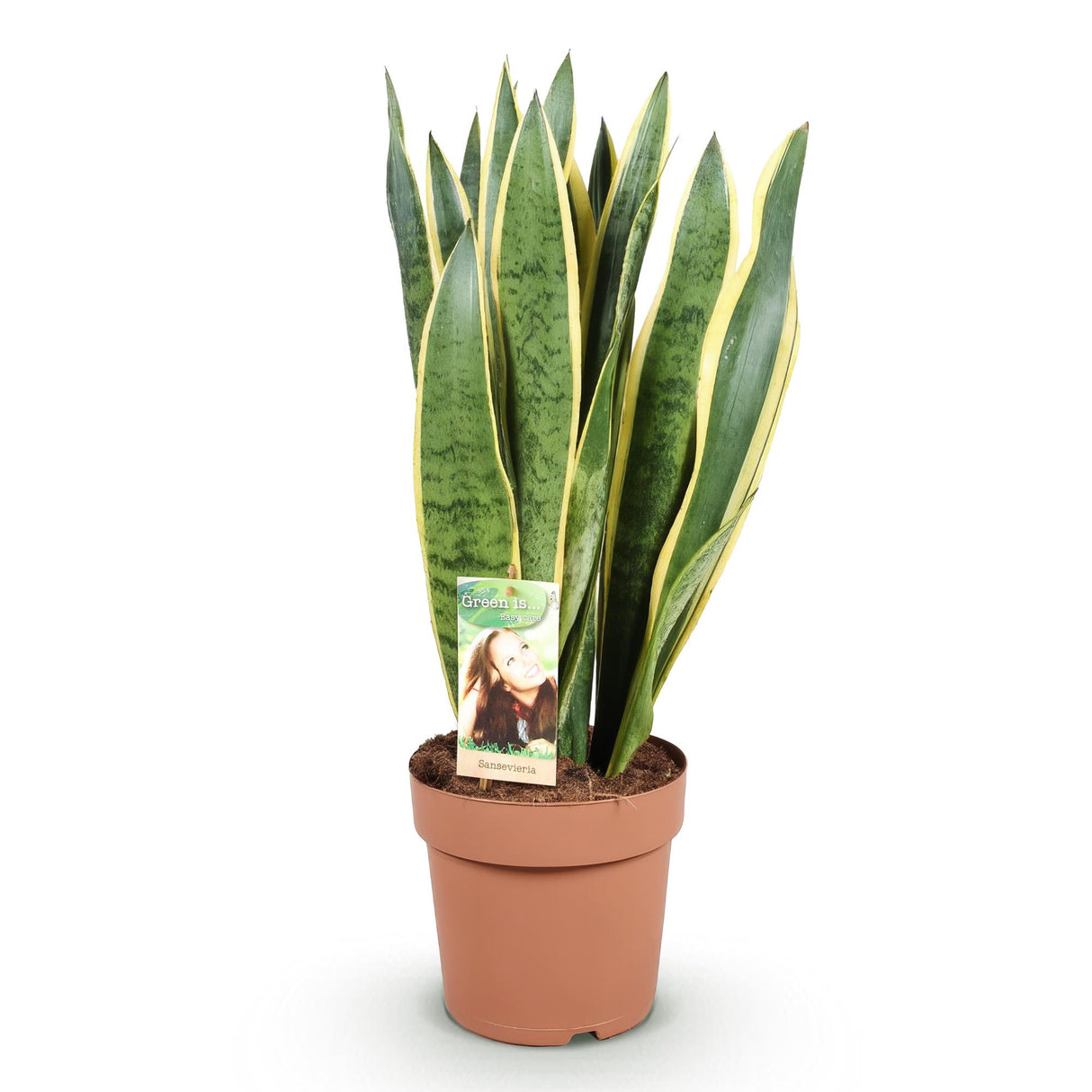 Green BoutiQ - Green is... Kamerväxtn - Utanevieria Laurentii - Vrouwentong - Weinig onderhoud - Groen - 1 Plant - Kruka 21cm - Hoogte 70-80cm
