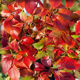 Vigne vierge Engelmannii - Parthenocissus quinquefolia - H 35 cm, pot Ø9 cm - photo 3