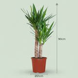 Green boutiQ - Kamerplant - Yucca (Palmlelie) - Yucca Elephantipes - Groen - Weinig onderhoud - 1 Plant - Kruka 21cm - Hoogte 80 - 90cm