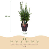 Green boutiQ - Haagväxtn - Taxus media Hilii - blad groen - 6 växtn - 1 strekkende meter - groenblijvend - kruka 17cm hoogte 60cm