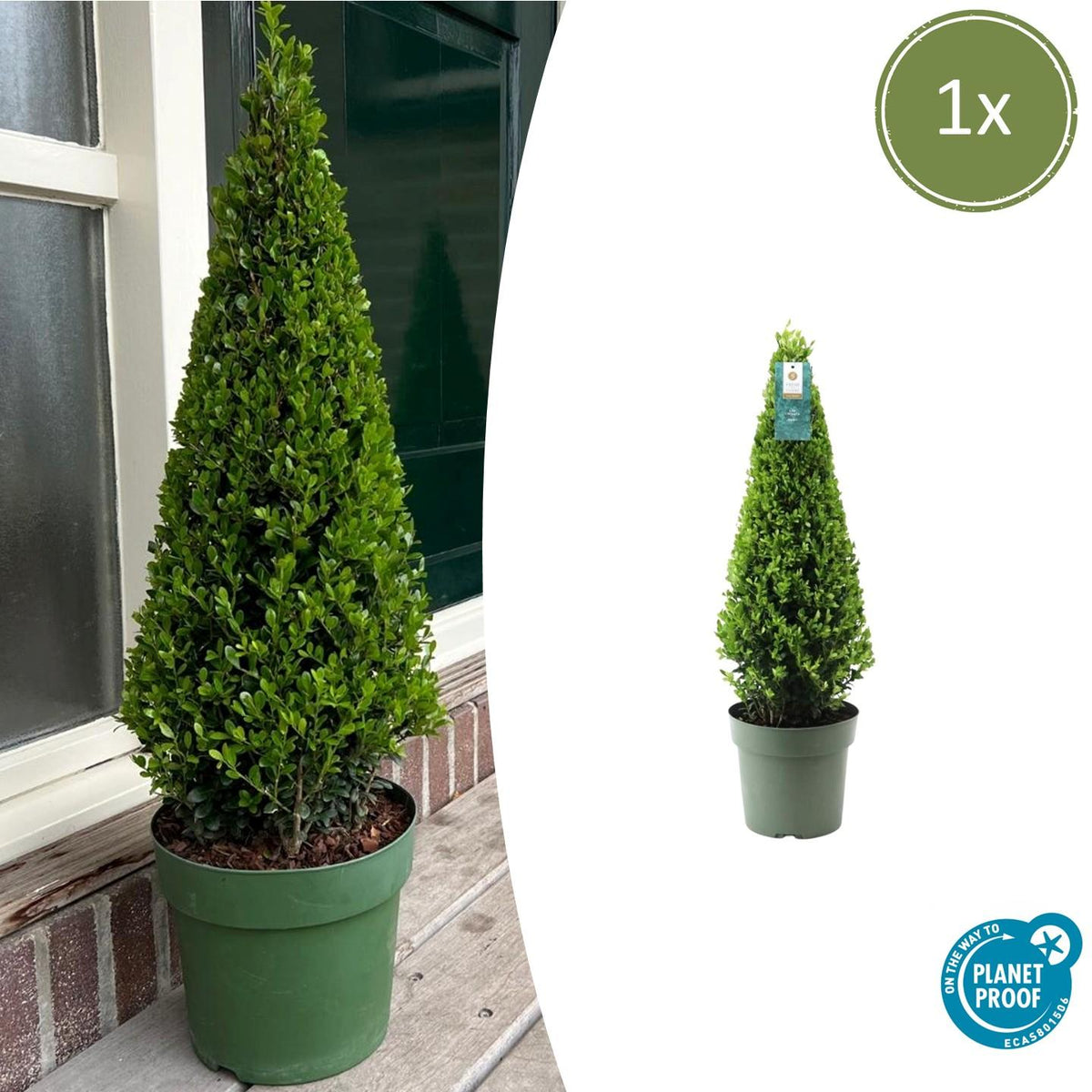 1x Ilex piramide 55 cm hoog |  Ø  21 cm