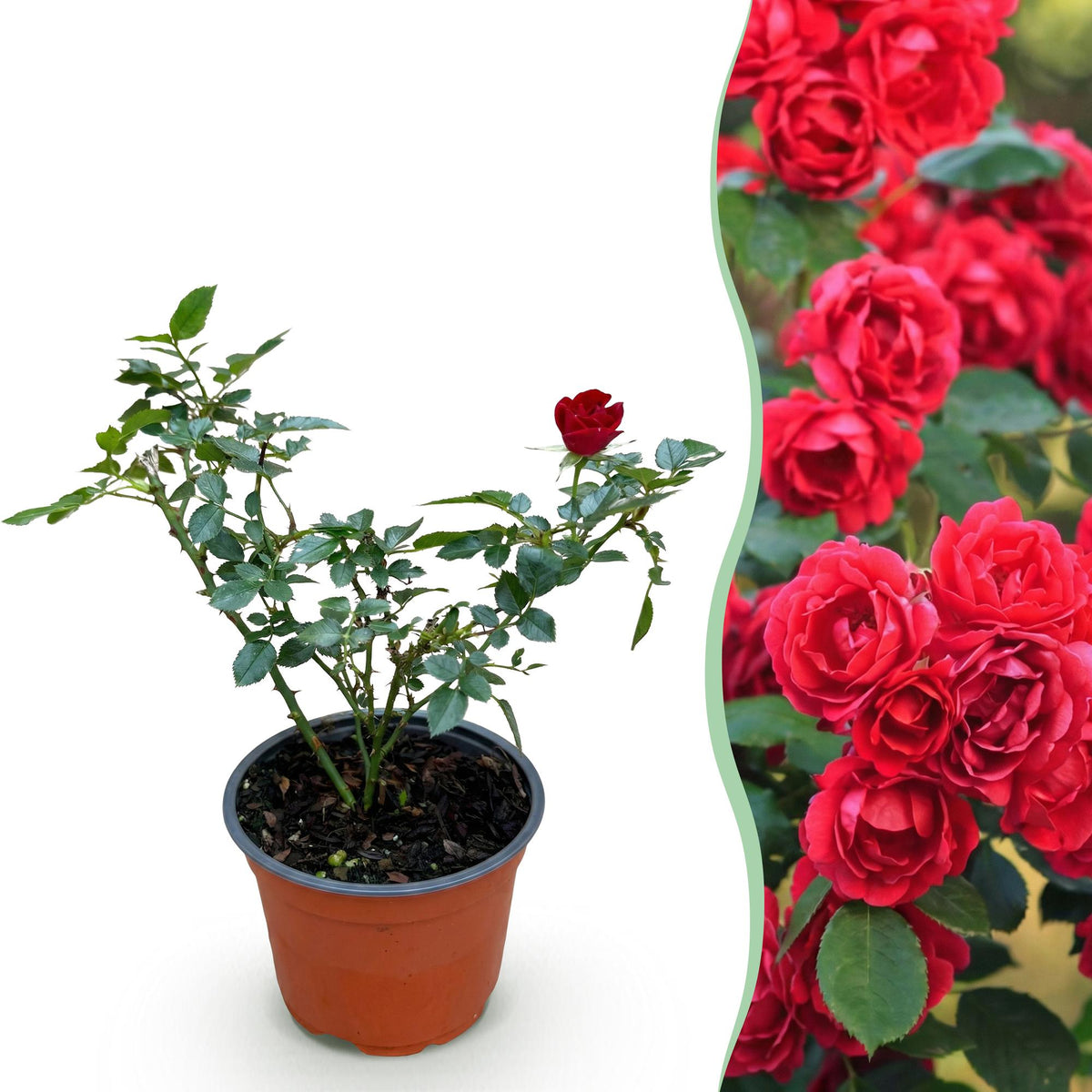 Green boutiQ - Tuin Roos - Rosa Rote The Fairy - Roos - Winterhard - Rood - 1 Plant - Kruka 12cm - Hoogte Hoogte 20-25cm