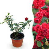 Green boutiQ - Tuin Roos - Rosa Rote The Fairy - Roos - Winterhard - Rood - 1 Plant - Kruka 12cm - Hoogte Hoogte 20-25cm