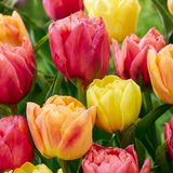 Tulipe en mélange Symbiosa - 48 bulbes