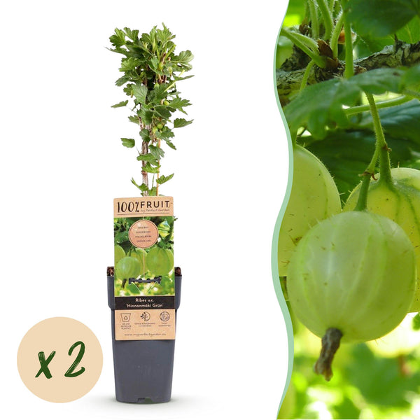 Groseillier à maquereau Hinnonmäki vert - 2 plants - H 50 cm, pot Ø15 cm