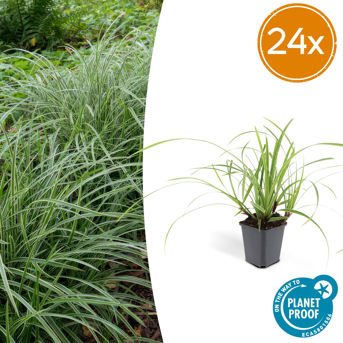 Laîche du Japon Ice Dance en godet - Carex morrowii - H 10-25 cm, pot Ø9 cm - photo 7