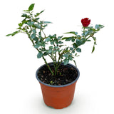 Green boutiQ - Tuin Roos - Rosa Rote The Fairy - Roos - Winterhard - Rood - 1 Plant - Kruka 12cm - Hoogte Hoogte 20-25cm