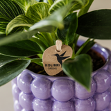 Kolibri Orchids | Växtnset Poppy Paars | Witte Lausanne orchidee 12 cm + groene plant 9 cm incl. sierpotten – vers van de kweker