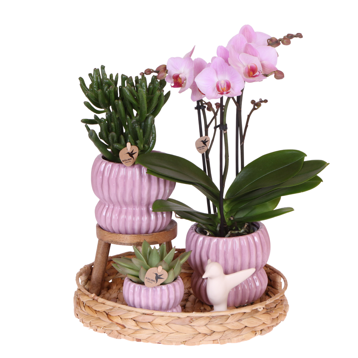 Orchidée Phalaenopsis rose Mineral Antwerpen et 2 succulentes - coffret Horizon rose