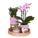 Orchidée Phalaenopsis rose Mineral Antwerpen et 2 succulentes - coffret Horizon rose
