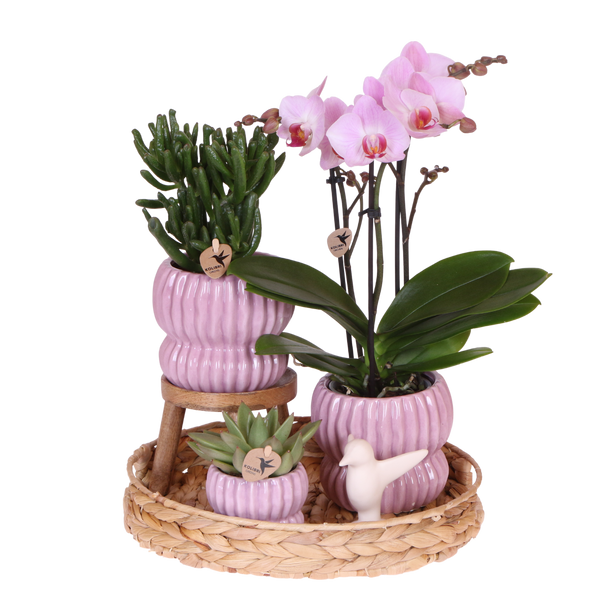 Orchidée Phalaenopsis rose Mineral Antwerpen et 2 succulentes - coffret Horizon rose - pot Ø9 cm
