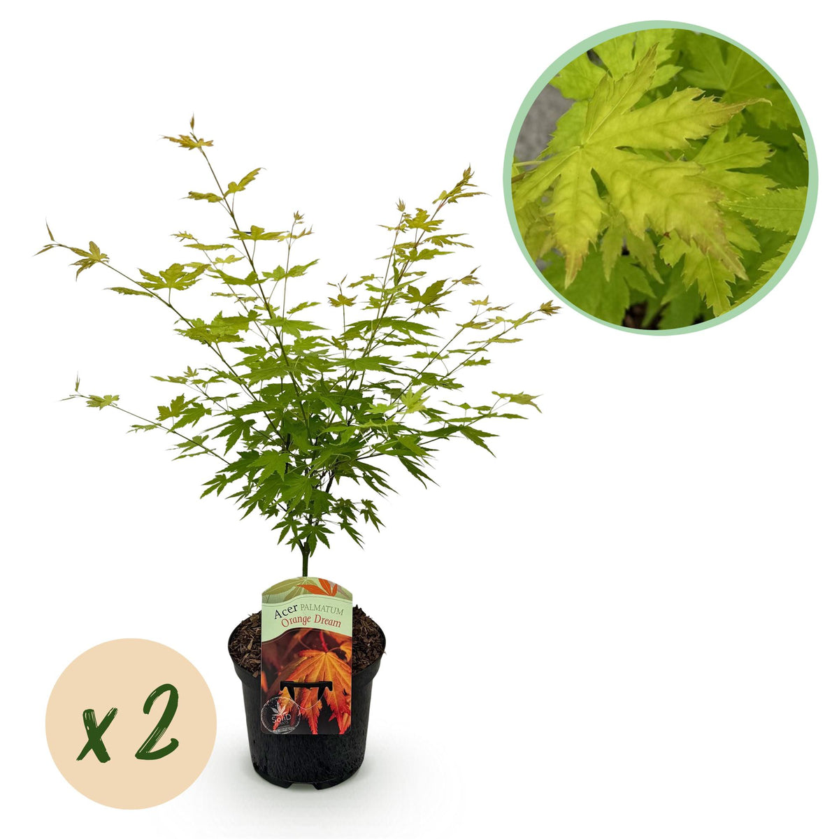 Green boutiQ - Terrasplant - Japanse Esdoorn - Acer palmatum Orange Dream - Oranje - 2 Växtn - Bladverliezend - Kruka 19cm Hoogte 70cm