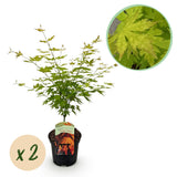 Green boutiQ - Terrasplant - Japanse Esdoorn - Acer palmatum Orange Dream - Oranje - 2 Växtn - Bladverliezend - Kruka 19cm Hoogte 70cm