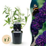 Green boutiQ - Trädgårdsväxt - Buddleja davidii Black Night - Fjärilsbusk - Winterhard - Lila - 3 Växter - Kruka 17cm - Höjd 45cm