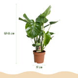 Green BoutiQ - Green is... Kamerväxtn - Monstera Deliciosa - Gatenplant - Weinig onderhoud - Groen - 1 Plant - Kruka 17cm - Hoogte 50-55cm