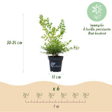 La Green Touch - Buxus Häck - BetterBuxus Babylon Beauty - Motståndskraftig mot Buxus svamp - 12 växter - 2 löpmeter - kruka 13cm höjd 30-35
