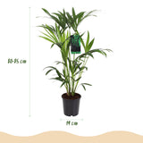 Green boutiQ - Kamerplant - Howea Forsteriana - Kentia Palm - Weinig Onderhoud - Groen - 1 Plant - met Mand - Kruka 19cm - Hoogte 80-85cm