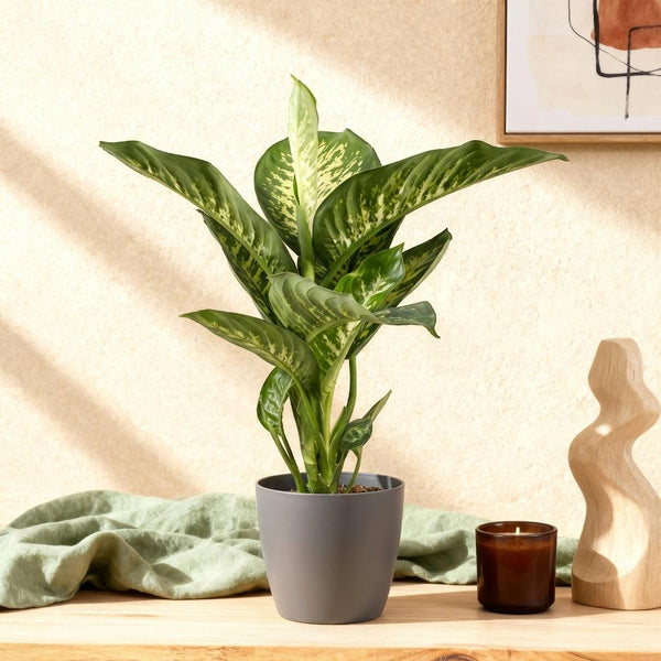Green BoutiQ - Kamerväxtn - Diefenbachia Tropic Snow - Dieffenbachia - Weinig onderhoud - Groen - 1 Plant - met Potter Grijs - Kruka 21cm - Hoogte 90-100cm