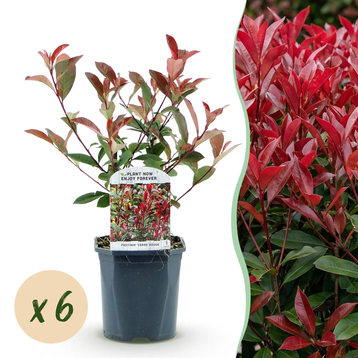 La Green Touch - Häckväxter - Photinia fraseri Carre Rouge - grönt rött - 6 växter - 1 löpmeter - lövfällande - kruka 17cm höjd 55cm
