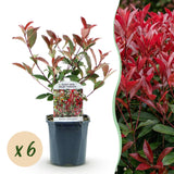 La Green Touch - Häckväxter - Photinia fraseri Carre Rouge - grönt rött - 6 växter - 1 löpmeter - lövfällande - kruka 17cm höjd 55cm