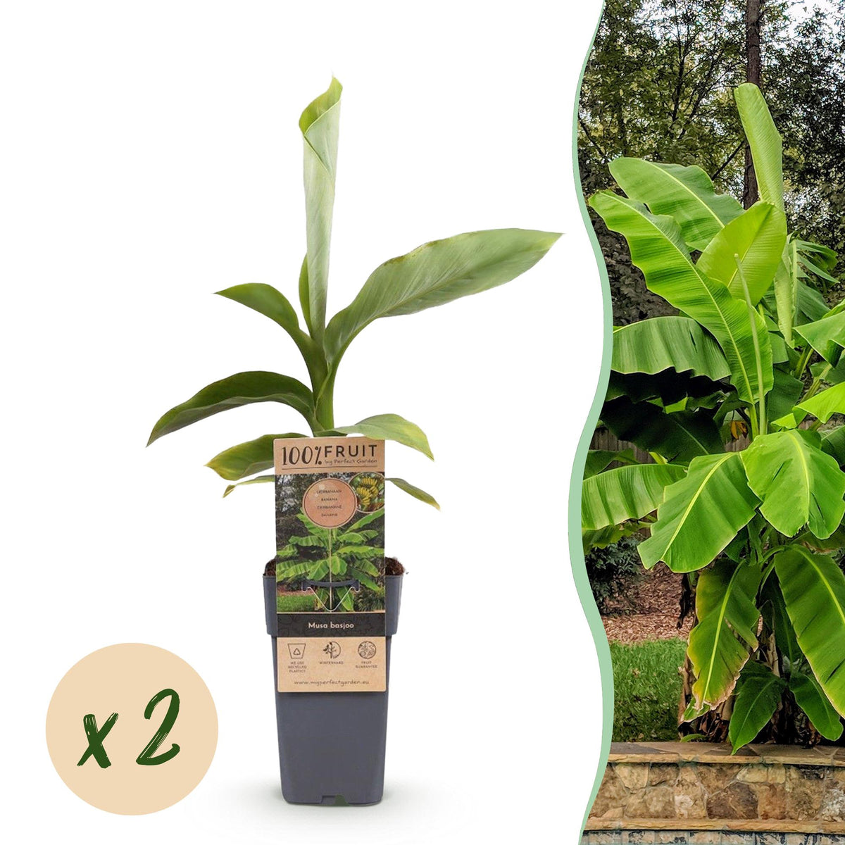 Green boutiQ - Fruitplant - Japanse vezelbanaan - Musa Basjoo - Winterhard - 2 växtn - Kruka 15cm Hoogte 50cm