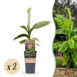 Green boutiQ - Fruitplant - Japanse vezelbanaan - Musa Basjoo - Winterhard - 2 växtn - Kruka 15cm Hoogte 50cm
