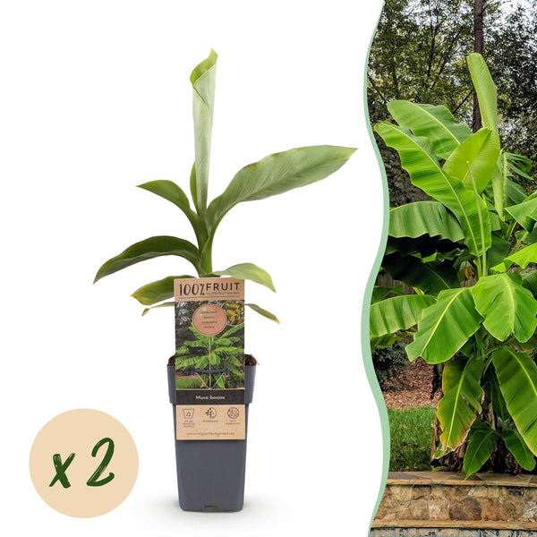Green boutiQ - Fruitplant - Japanse vezelbanaan - Musa Basjoo - Winterhard - 2 växtn - Kruka 15cm Hoogte 50cm