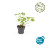 Géranium à grosses racines Czakor en godet - Geranium macrorrhizum - H 10-25 cm, pot Ø9 cm - photo 5