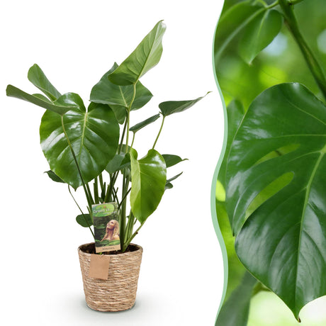 Green BoutiQ - Green is... Kamerväxtn - Monstera Deliciosa - Gatenplant - Weinig onderhoud - met mand - Groen - 1 Plant - Kruka 17cm - Hoogte 50-55cm