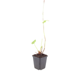 60x Persicaria a. 'Speciosa' - ↕10-25cm - Ø9cm