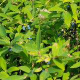 Green boutiQ - Fruitplant - Honingbes - Lonicera caerulea Kamchatika - Blauwe Bes - 2 växtn - Kruka 15cm Hoogte 50cm