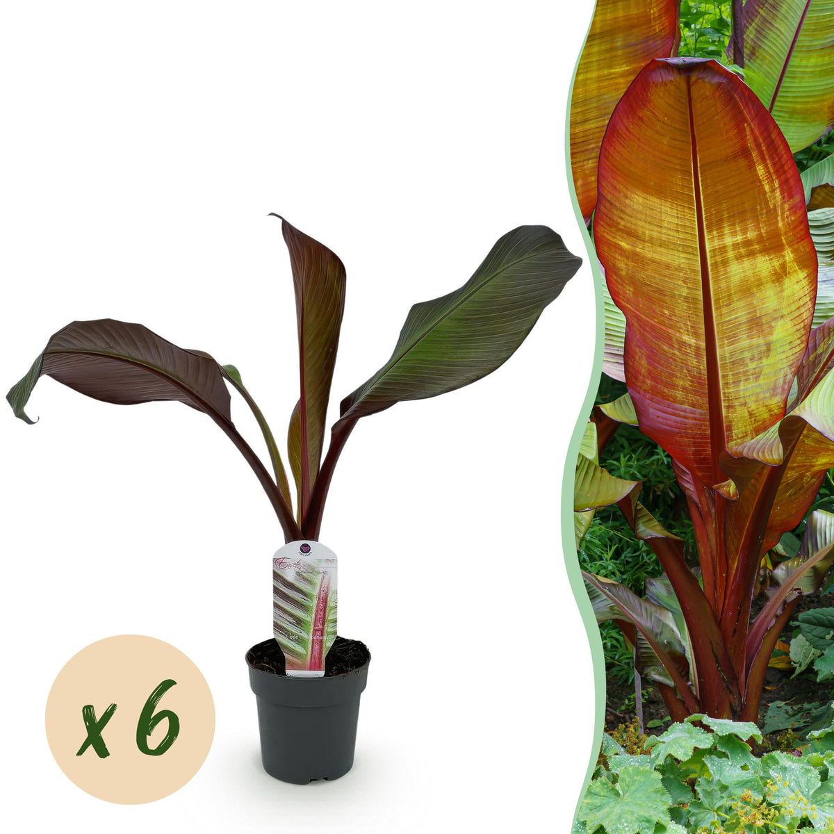 Green boutiQ - Fruitplant - Bananen plant - Ensete ventricosum Maurelli - Winterhard - 6 växtn - Kruka 12cm Hoogte 30cm