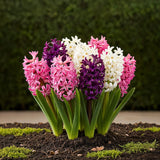 Green boutiQ - Bloembollen - Hyacinth Pastel mix - Diversen Pastel Kleuren - 10 stuks - Bolmaat 14/15 - XXL Pack