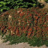 Cotonéaster Queen of Carpets en godet - Cotoneaster procumbens - H 10-25 cm, pot Ø9 cm - photo 6