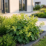 Alchémille - Alchemilla mollis - H 15-25 cm, pot Ø11 cm - photo 6