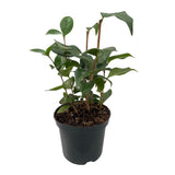 Green boutiQ - Heesters - Camelia japonica Tricolour - Bloem Roze, Wit i Rood - 1 Plant - Groenblijvend - Kruka 15cm Hoogte 30cm