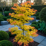 Green boutiQ - Terrasplant - Japanse Esdoorn - Acer palmatum Orange Dream - Oranje - 2 Växtn - Bladverliezend - Kruka 19cm Hoogte 70cm