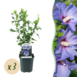 Green boutiQ - Trädgårdsväxt - Hibiscus syriacus Oiseau Blue - Trädgårds Hibiskus - Winterhård - Blå - 3 Växter - Kruka 17cm - Höjd 45cm